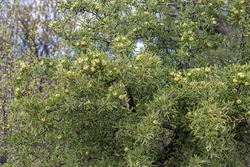 Obraz na płótnie Wild Pear (Pyrus elaeagrifolia L.) tree. The wild pear plant is a wild pear that grows spontaneously in nature. It is also known as wild pear in society. w salonie