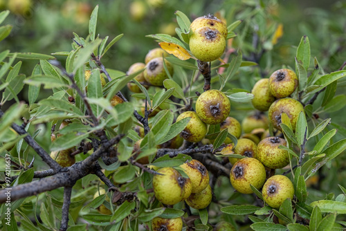 Obraz na płótnie Wild Pear (Pyrus elaeagrifolia L.) tree. The wild pear plant is a wild pear that grows spontaneously in nature. It is also known as wild pear in society. w salonie