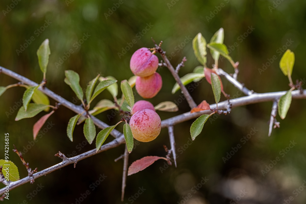 Wild Prunus cerasifera cherry plum tree in Izmir Yamanlara Mountain, myrobalan plum branches full of ripening fruit.