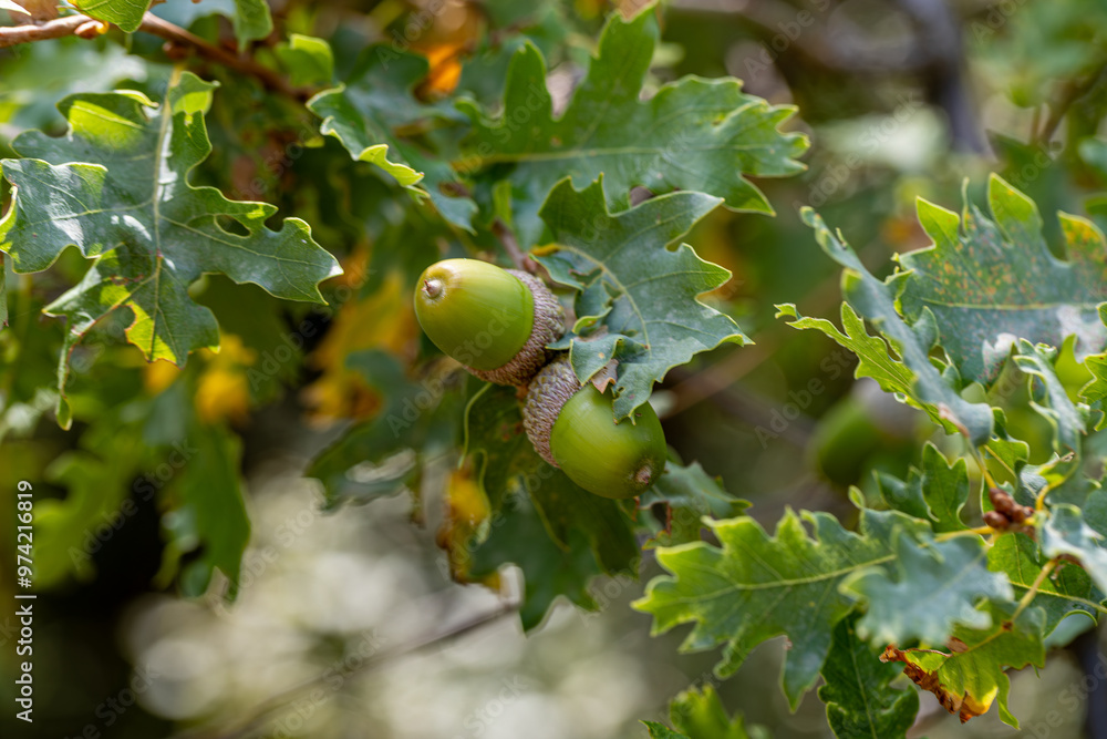 Quercus infectoria or Thuja oak in Izmir Yamanlara Mountain. Quercus infectoria or Thuja oak is an evergreen plant species belonging to the Quercus genus. It is used in skin diseases.