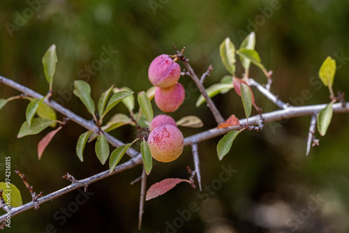 Obraz na płótnie Wild Prunus cerasifera cherry plum tree in Izmir Yamanlara Mountain, myrobalan plum branches full of ripening fruit. w salonie