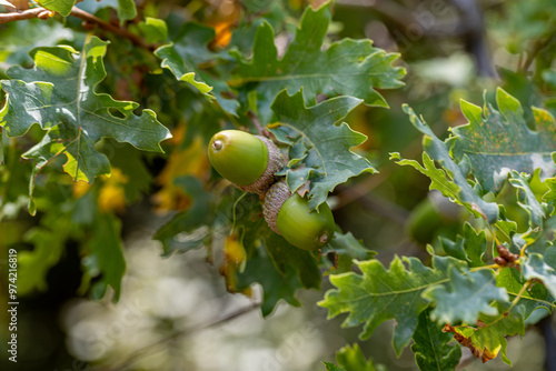 Obraz na płótnie Quercus infectoria or Thuja oak in Izmir Yamanlara Mountain. Quercus infectoria or Thuja oak is an evergreen plant species belonging to the Quercus genus. It is used in skin diseases. w salonie