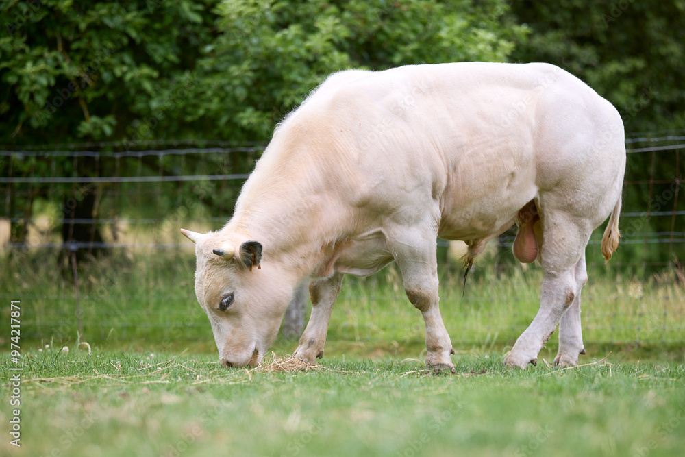 Young white bull on meadow