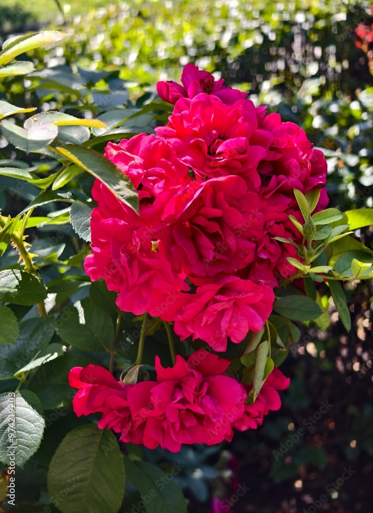A bunch of red roses blooming in the garden A bunch of red roses blooming in the garden