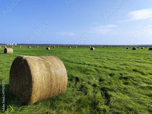 hay bales in the field
