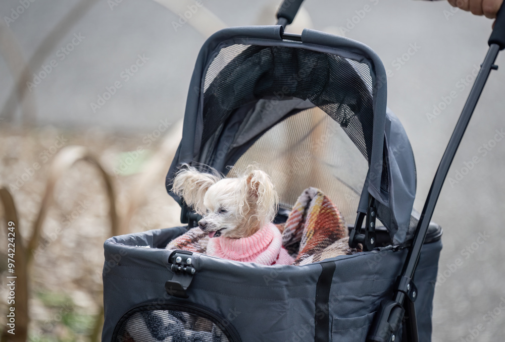 A small fluffy dog wearing a pink sweater, sitting in the baby stroller, pushed by her owner.