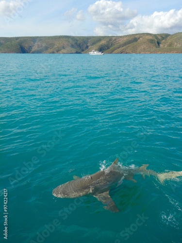 The full length of a lemon shark is visible below the surface of the water, with its dorsal fin breaking the surface. The water is blue stretching to a hilly headland. A boat is in the distance.