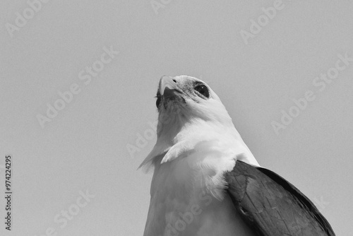 The head and upper torso of a sea eagle is seen from below. His face and chest are white, and his wings dark. His beak is curved. The photo is in black and white.