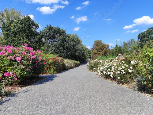 roses in garden