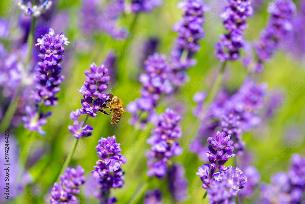 Spring lavender flowers under sunlight. Bees pollinate flowers and collect pollen. Lavender honey. Beautiful landscape of nature with a panoramic view. Hi spring. long banner Spring lavender flowers under sunlight. Bees pollinate flowers and collect pollen. Lavender honey. Beautiful landscape of nature with a panoramic view. Hi spring. long banner