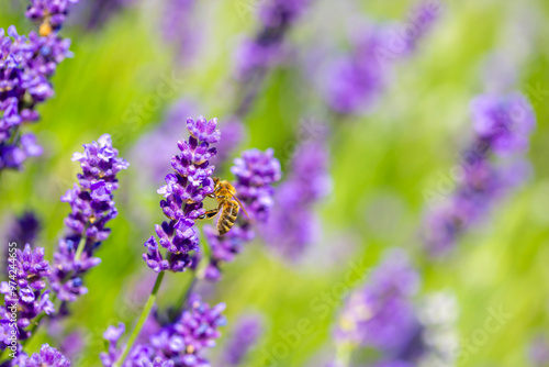 Spring lavender flowers under sunlight. Bees pollinate flowers and collect pollen. Lavender honey. Beautiful landscape of nature with a panoramic view. Hi spring. long banner