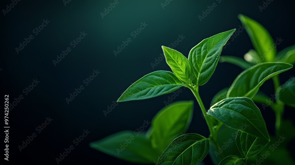 A green plant with densely packed leaves on its stems, against a dark backdrop A green plant with densely packed leaves on its stems, against a dark backdrop