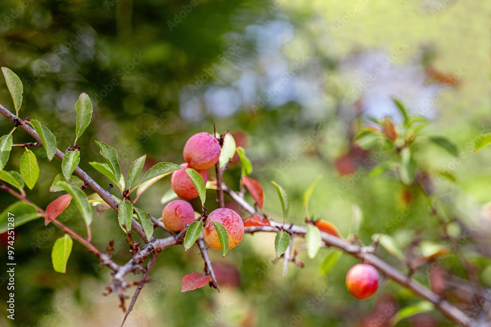 Wild Prunus cerasifera cherry plum tree in Izmir Yamanlara Mountain, myrobalan plum branches full of ripening fruit.