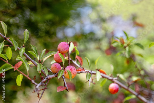 Obraz na płótnie Wild Prunus cerasifera cherry plum tree in Izmir Yamanlara Mountain, myrobalan plum branches full of ripening fruit. w salonie