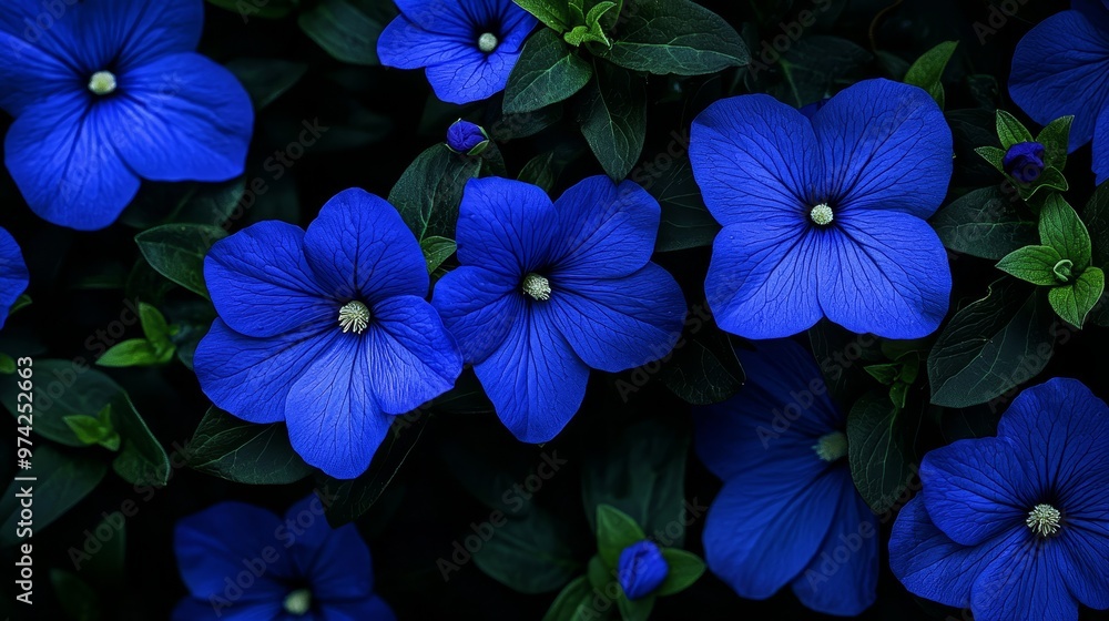  A group of blue flowers with green leaves beneath them