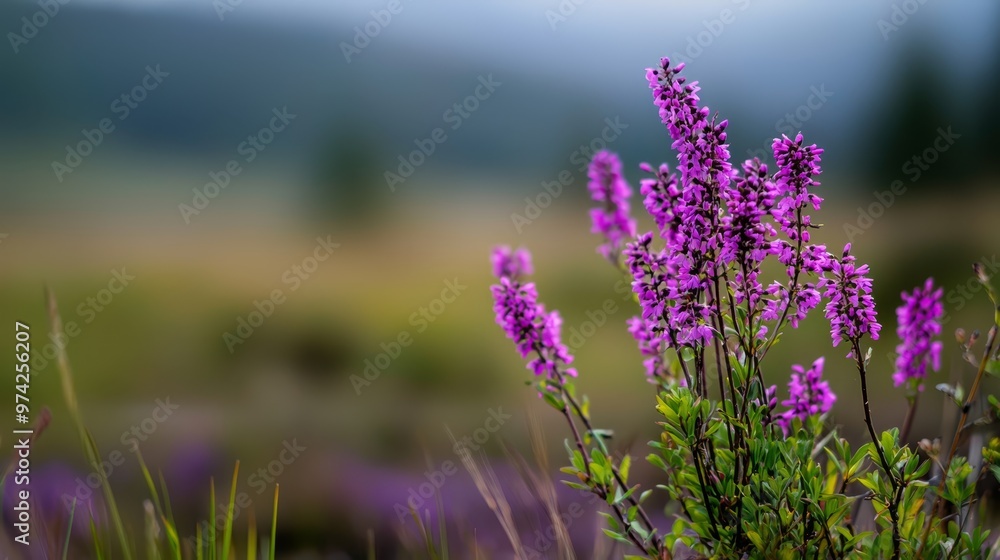 Naklejka premium A tight shot of purple blooms in a field against a backdrop of a distant mountain