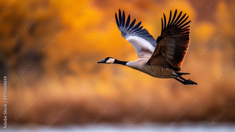 Fototapeta premium A goose flies in the air, wings spread wide, head turned aside