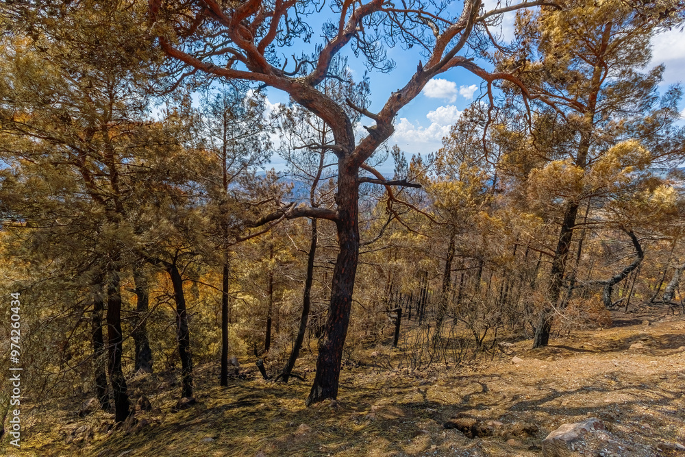The situation after the forest fire in Izmir-Yamanlar Mountain on August 17, 2024. The situation after the forest fire in Izmir-Yamanlar Mountain on August 17, 2024.