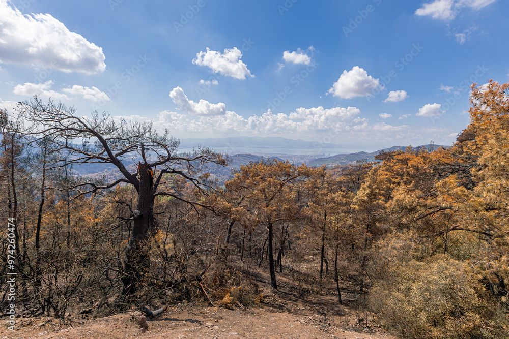 The situation after the forest fire in Izmir-Yamanlar Mountain on August 17, 2024.