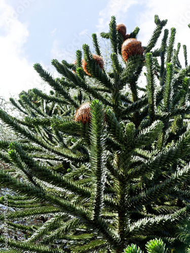 (Araucaria araucana) Chilenische Araukarie Baum mit Grünes, glänzendes, dreieckiges und spitzes Laub, das in Fliesenform um Zweige angeordnet ist braune, schuppige weibliche Zapfen an der Spitze trägt photo