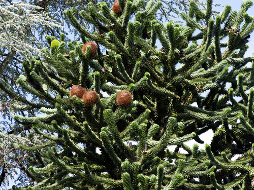 (Araucaria araucana) Chilenische Araukarie oder monkey puzzle tree mit Weibliche Zapfen 'Cabezas'  anfangs grün mit goldgelben Dornenwerden später zu braunen  an der Spitze der Zweige
 photo