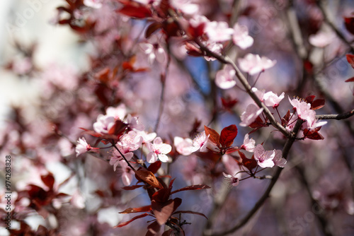 close up pink cherry blossom flowers petals blur blue sky