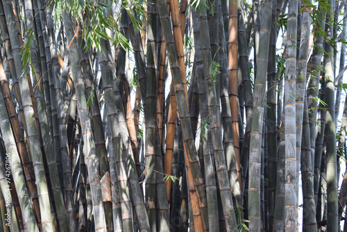 Asian Bamboo forest, Black bamboo (Gigantochloa atroviolacea). photo