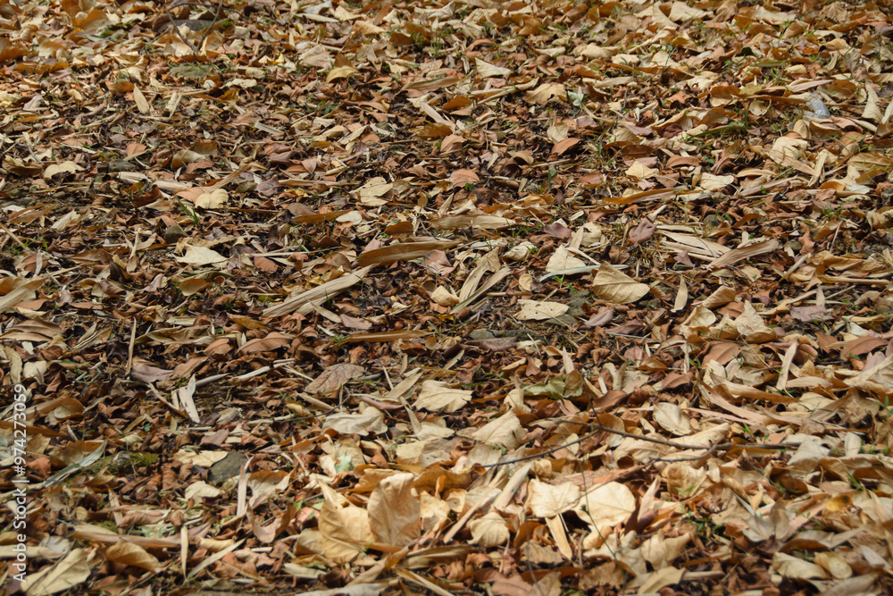 Autumn leaves. Falling leaves from trees. Natural autumn background. Dry leaves fall on the ground Autumn leaves. Falling leaves from trees. Natural autumn background. Dry leaves fall on the ground
