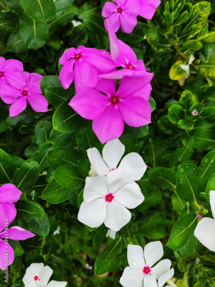 pink and white flowers pink and white flowers