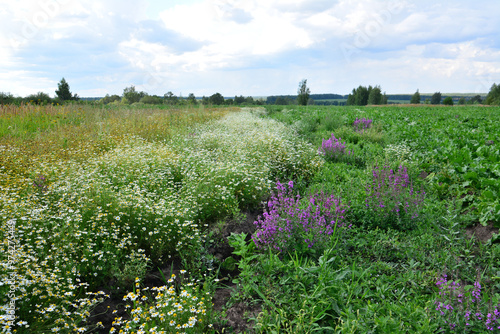 a field with blooming camomile flowers and some purple flowers