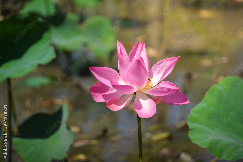 The Lotus in the Summer Lotus Pond. View of blooming lotus flower on blurred background The Lotus in the Summer Lotus Pond. View of blooming lotus flower on blurred background