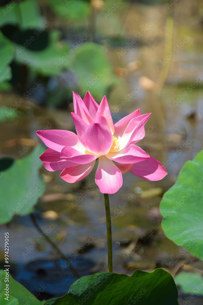 The Lotus in the Summer Lotus Pond. View of blooming lotus flower on blurred background The Lotus in the Summer Lotus Pond. View of blooming lotus flower on blurred background