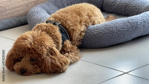 Lazy ginger curly poodle dog lies in the blue dog bed