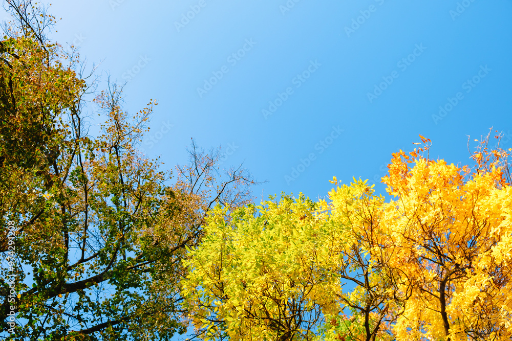 Ash tree branch with yellow leaves in autumn on blue sky background. Bright colors. Beauty in nature. October colors. Tree tops. Fall season. Warm sunny weather concept. Natural texture. Golden park Ash tree branch with yellow leaves in autumn on blue sky background. Bright colors. Beauty in nature. October colors. Tree tops. Fall season. Warm sunny weather concept. Natural texture. Golden park
