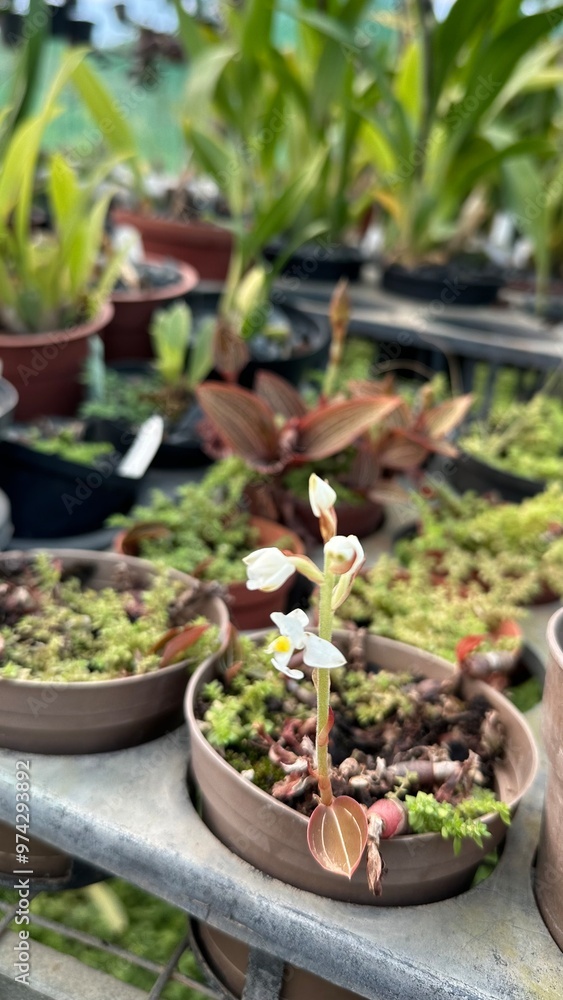 inside an orchid greenhouse with closeups of the plant and flowers. colors and patterns. inside an orchid greenhouse with closeups of the plant and flowers. colors and patterns.