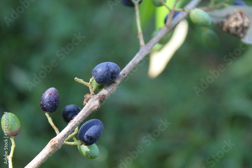 Olive fruits, Drup or Olea europaea photo