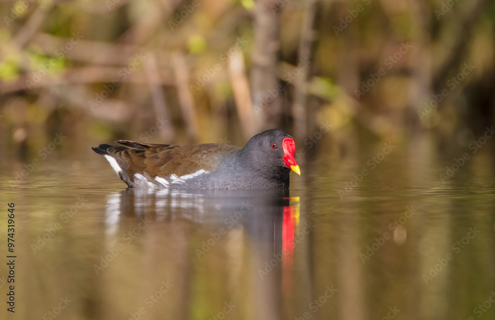 The common moorhen - adult bird in spring The common moorhen - adult bird in spring