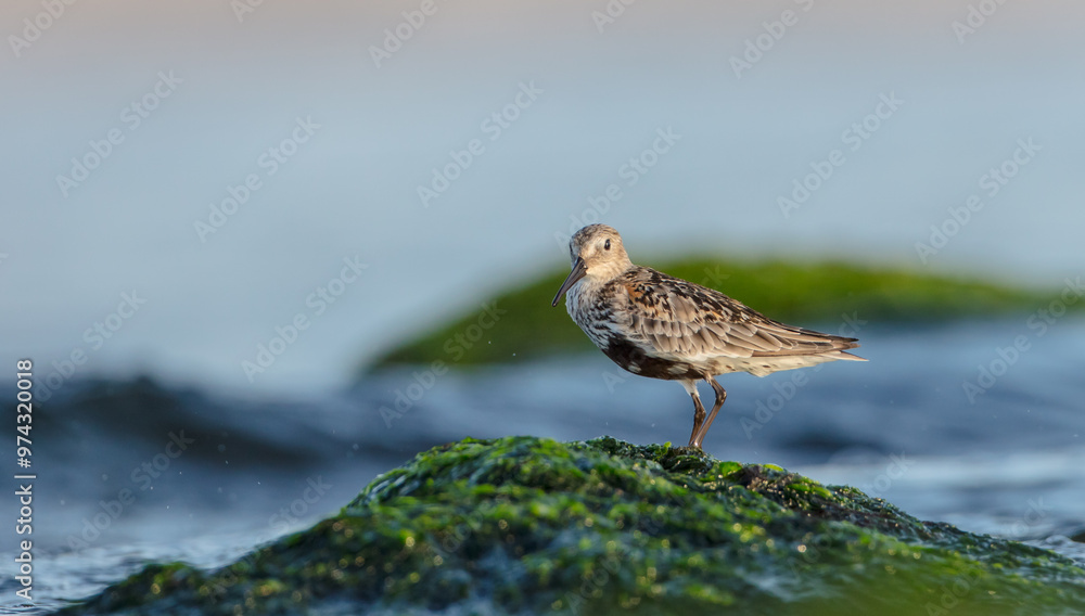 Dunlin - at a seashore on the autumn migration way Dunlin - at a seashore on the autumn migration way
