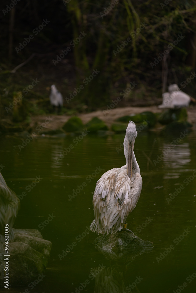 The common pelican also known as Pelecanus onocrotalus standing in a group on the pond The common pelican also known as Pelecanus onocrotalus standing in a group on the pond