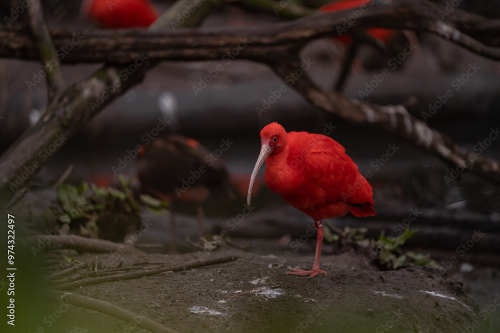 Naklejka premium Portrait of red ibis in nature. Threskiornis aethiopicus wild bird in captivity