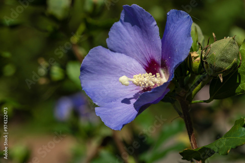 Purple hibiscus flower outdoor in sunny backyard.