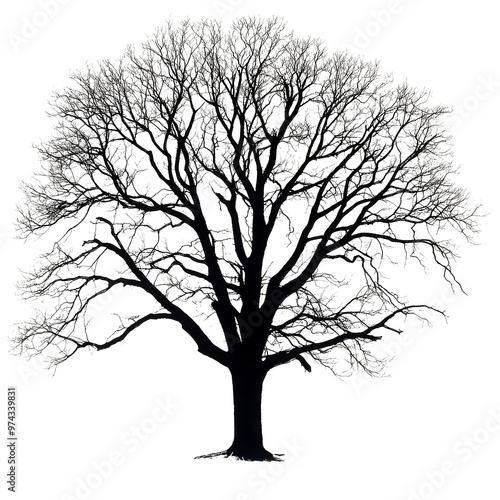 Silhouette of bare tree with transparent background