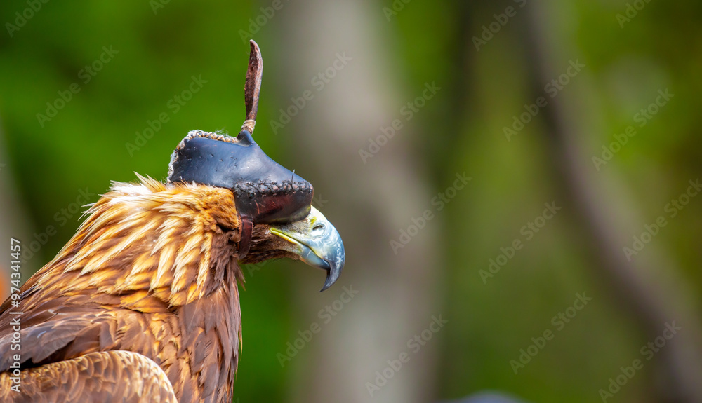 Close-up of a golden eagle wearing a cap covering its eyes. An eagle sits on a perch against a backdrop of green mountains. A bird of prey hunts for its prey. Falconry. National tradition of Asia. Close-up of a golden eagle wearing a cap covering its eyes. An eagle sits on a perch against a backdrop of green mountains. A bird of prey hunts for its prey. Falconry. National tradition of Asia.