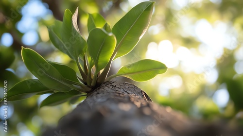 Close-up of fresh green leaves sprouting from a tree branch with sunlight filtering through the background. photo