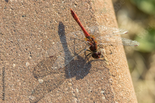 Red dragonfly sits on the curb