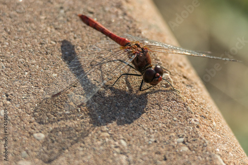 Red dragonfly sits on the curb