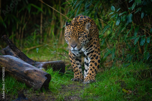 jaguar in zoo on the prowl