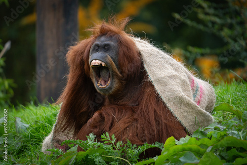 Male orangutan with mouth open