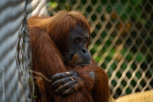 Organutan sulking in the corner