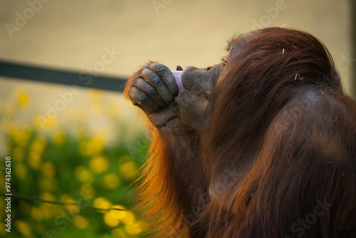 Organgutan eating a ice lolly on hot day